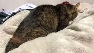 猫の寝る前のルーティンを密着取材