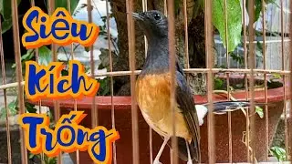 Lửa mái tạch , đập đuôi , sàng kèo , giọng hay .
