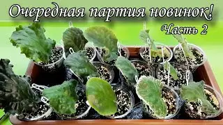 Достаю из теплички листики фиалок, новинки моей коллекции! Фото цветения из интернета)