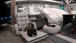 Cat Chair - 2023/12/24 [Timelapse]