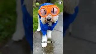 Labradoodle 😎 Your Coolest Best Friend!