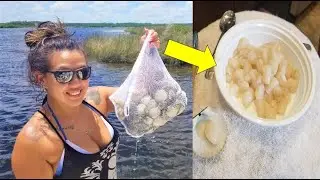 HOW TO Catch Clean & Cook Bay SCALLOPS!