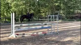10 yo mare FOR SALE