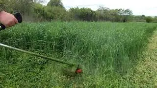 When is the best time to plow RYE as a green manure?