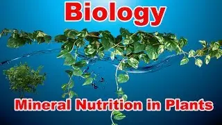 Mineral Nutrition in Plants | Biology |  By Arun Mishra | Abhi Education Classes |