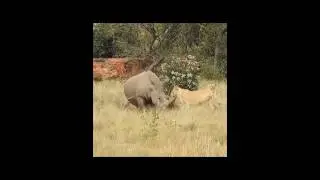 A lioness trying to catch a rhinoceros 