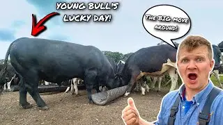 WAS IT WORTH THE WAIT?... THE NEW BULL IS SWIMMING IN GIRLS!