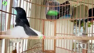 Choè than HÓT ĐẤU SÀNG CẦU - THÚC CĂNG || Luyện Choè than HÓT CĂNG LỬA...Chòe Than Hót Đấu