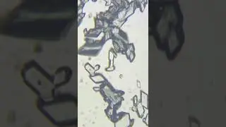 Crystallization Process Under a Microscope | Copper Sulpate Crystallization | Learn Practically