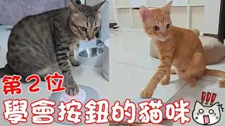 貓咪小短篇-以後想吃自己按！第二位學會按鈕的毛孩