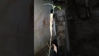 THE WAY HE IS CLINGING TO THE STEM 😅😅
