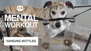 HANGING BOTTLES - DIY Mental Workout for Dogs