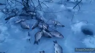 Как клюет карась зимой?!!