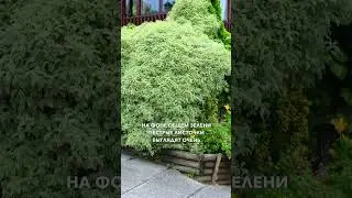 ЖЕЛАННЫЙ ГОСТЬ В КАЖДОМ САДУ 🪴 ...дерен белый