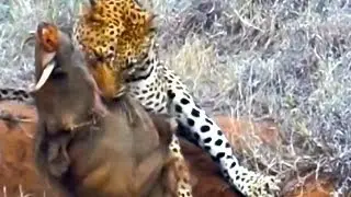 Leopard Kills Warthog in Burrow - Latest Wildlife Sightings