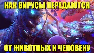 Как вирусы передаются от животных к человеку
