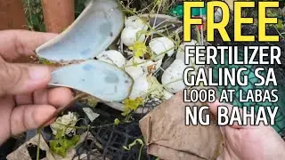 Organic Fertilizer Galing sa Paligid