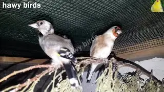 أكبر خطأ يقع به مربي الحسون ويكون سبب في فشله لإنتاج الفراخ