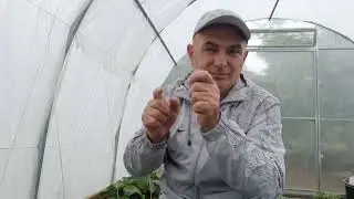 День России! Ютуб. Теплица. Ипра. #ржя