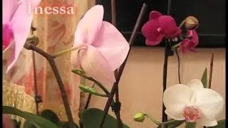 Мои орхидеи. Orchids.