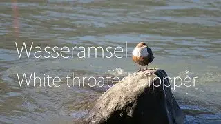 Wasseramsel - White throated dipper