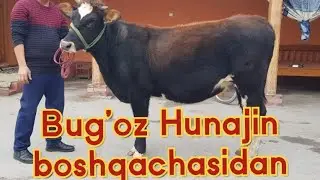 Bug'oz Hunajin va Sigirlar sotiladi ☎️93-642-34-34 yetkazish be pul.