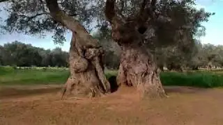 Ulivi salento