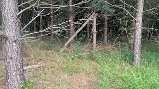 FARM SOUNDS 👻 - Spooky Forest Edition (No Talking / Relaxing)