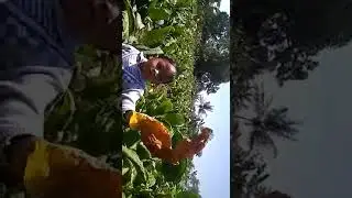membantu tante Maya panen tembakau
