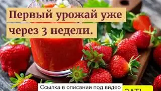 Чудо ягодница сказочный - отзыв о ягодной ферме - "чудо ягодница сказочный сбор"