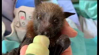 Baby flying-fox clips:  Pussy's Bow being herself