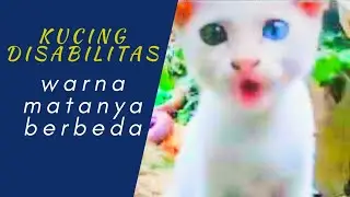 Rahasia Odd eye /Mata kucing berbeda warna
