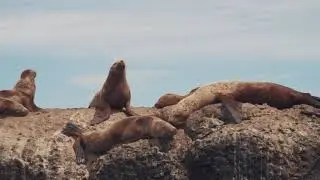 На краю земли. Сивучи