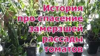 Что делать и как спасти подмерзшую рассаду томатов