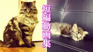 【マンチカン】猫のラテの物語 感動と癒やしの短編動画集 ショートストーリ/The story of Cat Latte: A collection of moving short videos