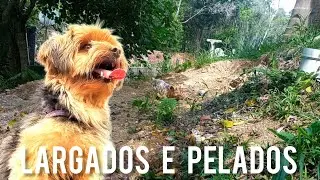 Largados e Pelados Novo Episódio