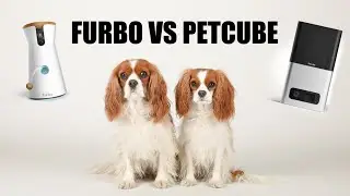 Furbo vs Petcube Bites 2: The Best Pet Cameras Comparison