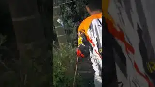 babi lepas cara menangkap babi lepas