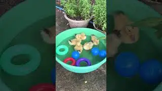 កូនទា​ Cute cute