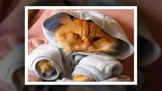 Смешные кошки