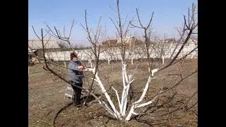 ОБРЕЗКА взрослого ПЕРСИКА (весна 2018 года).