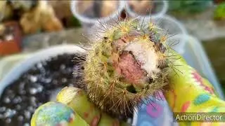 Укоренение кактусов🌵Легко и просто.