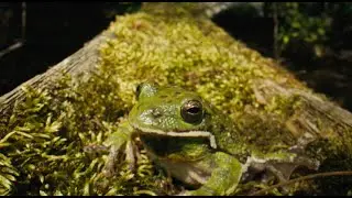 Protecting the Aetna Mountain Bogs