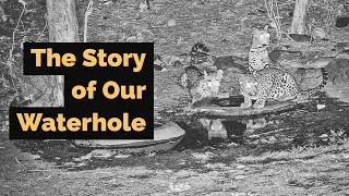 Story of our Waterhole | Bear Valley Camp | Panna Tiger Reserve
