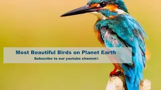 YouTube Title: "Most Amazing Birds Part II