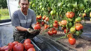 Проверенный сорт томатов 