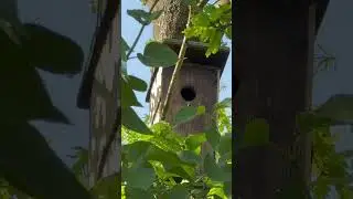 Он не из пугливых ! Птичка на серьезных щах! Смотреть до конца!!!