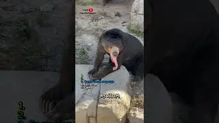 ТОП 5 самых странных животных 🦄