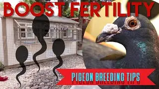 Boosting FERTILITY in your BIRDS #pigeons #breeding #racingpigeons
