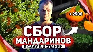 Работа в Испании | Сбор цитруса мандарин | Один день работы